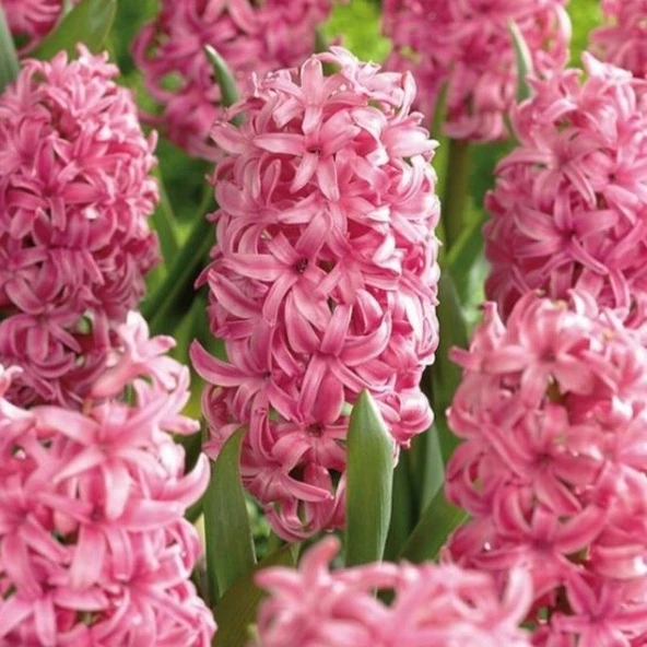 Yoğun Kokulu Pembe Pink Pearl Sümbül Soğanı (3 adet) - 2