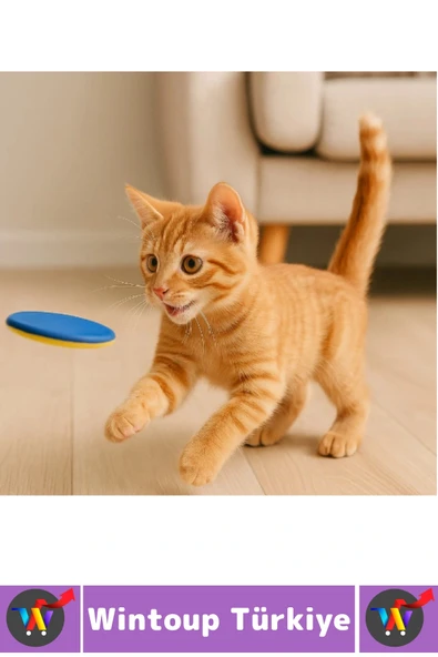 Eğlenceli Çocuk Evcil Hayvan Kedi Köpek İlgi Çeken Zararsız Yumuşak Renkli Disk Atan Oyuncak Tabanca - Resim 4