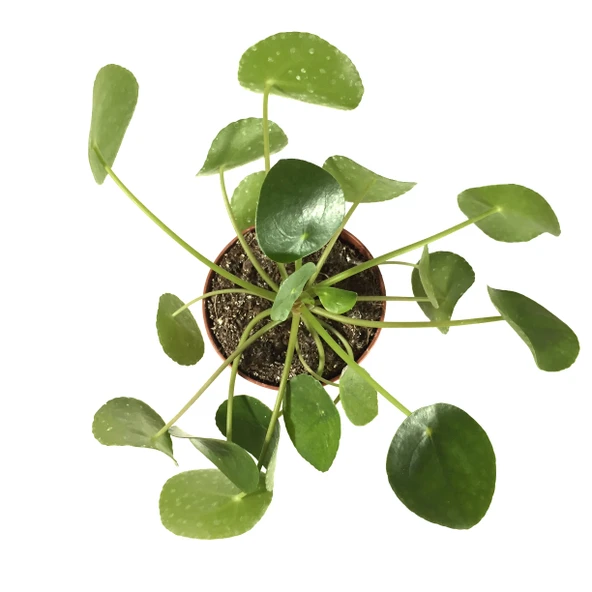 Pilea Peperomioides (Para Çiçeği) - Resim 2
