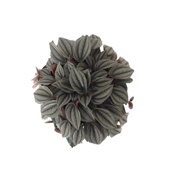 Peperomia Caperata 'Platinum' - Resim 2