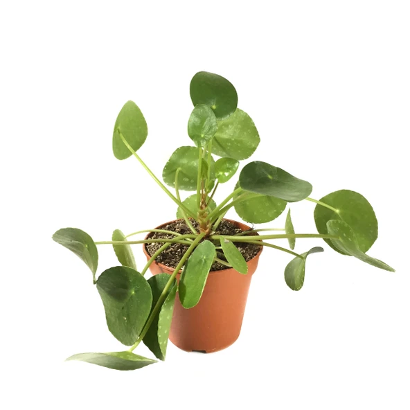 Pilea Peperomioides (Para Çiçeği) ürün görseli