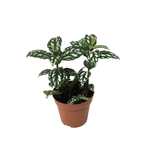 Pilea Cadierei ürün görseli