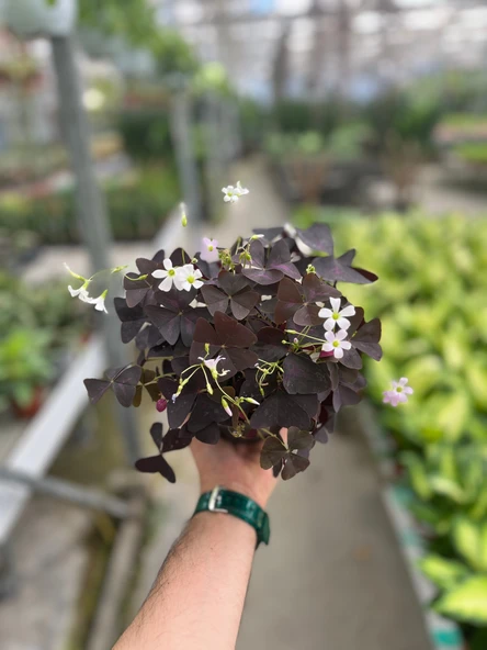 Oxalis Triangularis (Süs Yoncası) - Resim 3