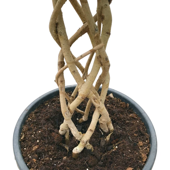 Ficus Benjamina (Örgülü Kauçuk Çiçeği) - Resim 2