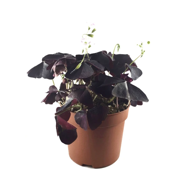 Oxalis Triangularis (Süs Yoncası) ürün görseli