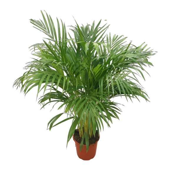 Dypsis Lutescens (Areka Palmiyesi) ürün görseli