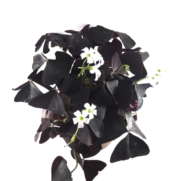 Oxalis Triangularis (Süs Yoncası) - Resim 2