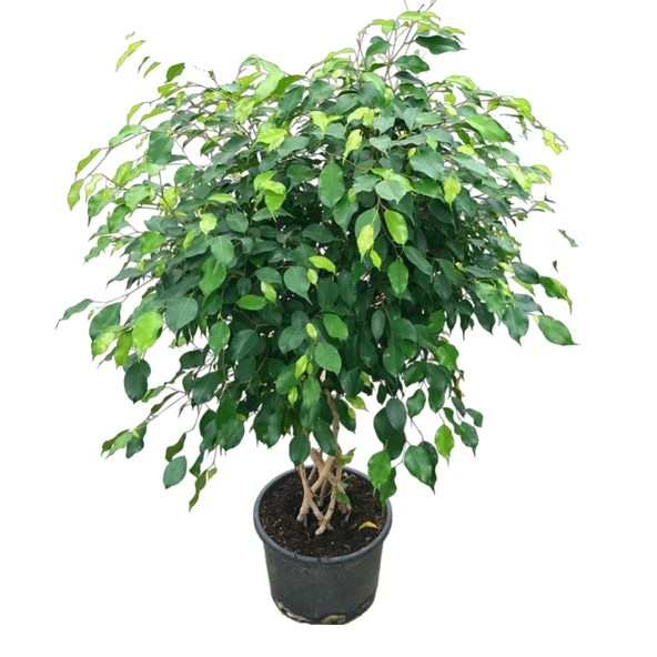 Ficus Benjamina (Örgülü Kauçuk Çiçeği) ürün görseli
