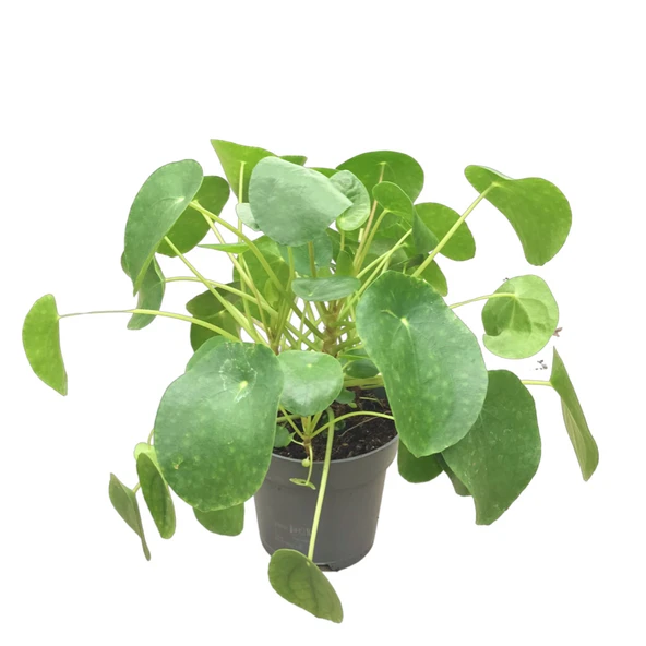 Pilea Peperomioides (Para Çiçeği) ürün görseli
