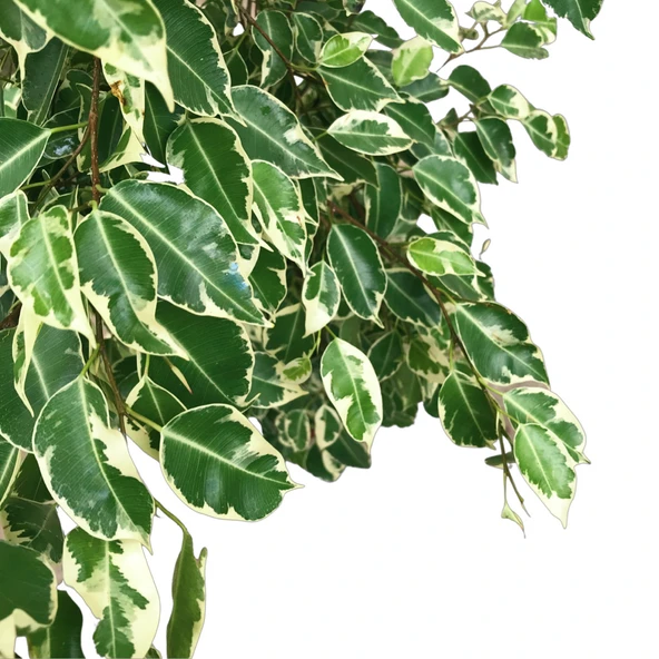 Ficus Benjamina ‘Starlight’ (Kauçuk Çiçeği) - Resim 2