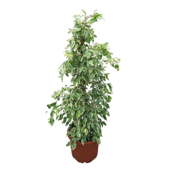 Ficus Benjamina ‘Starlight’ (Kauçuk Çiçeği) ürün görseli