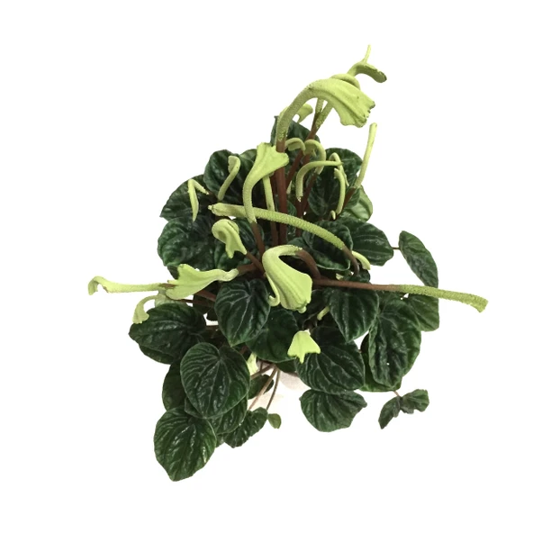 Peperomia Caperata 'Emerald Ripple' (Zümrüt Dalgası Çiçeği) - Resim 2