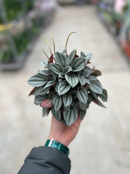 Peperomia Caperata 'Napoli Nights' (Zümrüt Dalgası Çiçeği) ürün görseli