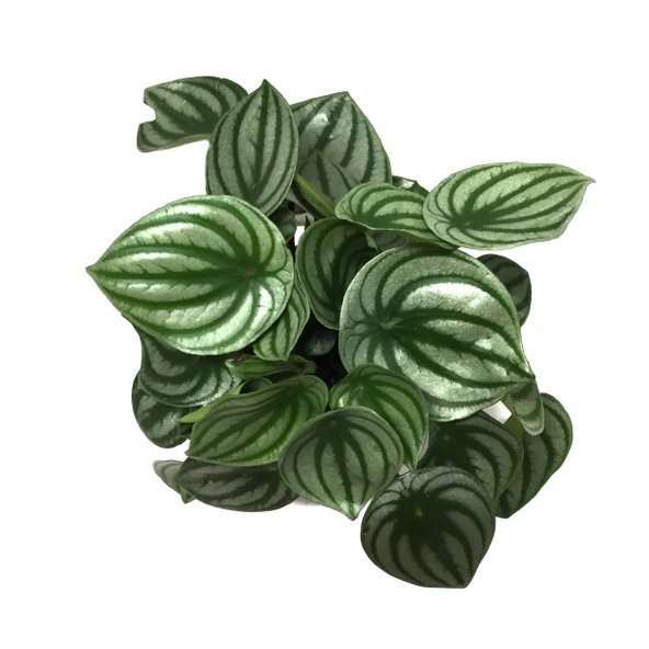Peperomia Argyreia (Karpuz Çiçeği) ürün görseli