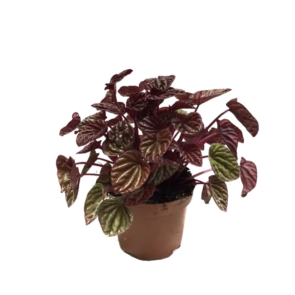 Peperomia Caperata 'Metallic Ripple' (Zümrüt Dalgası Çiçeği) ürün görseli