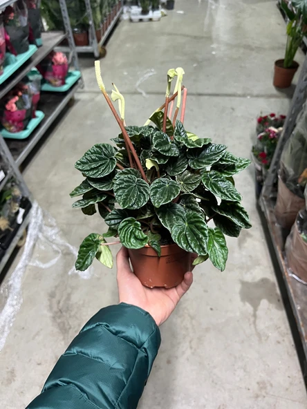 Peperomia Caperata 'Emerald Ripple' (Zümrüt Dalgası Çiçeği) - Resim 3