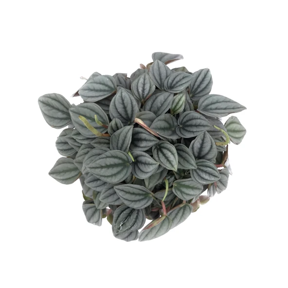 Peperomia Caperata 'Napoli Nights' (Zümrüt Dalgası Çiçeği) - Resim 2