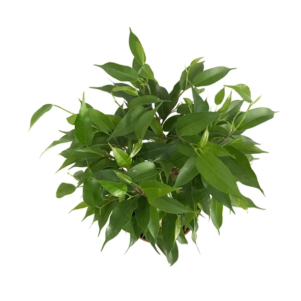 Ficus Benjamina 'Natasja' (Kağuçuk Çiçeği) - Resim 2