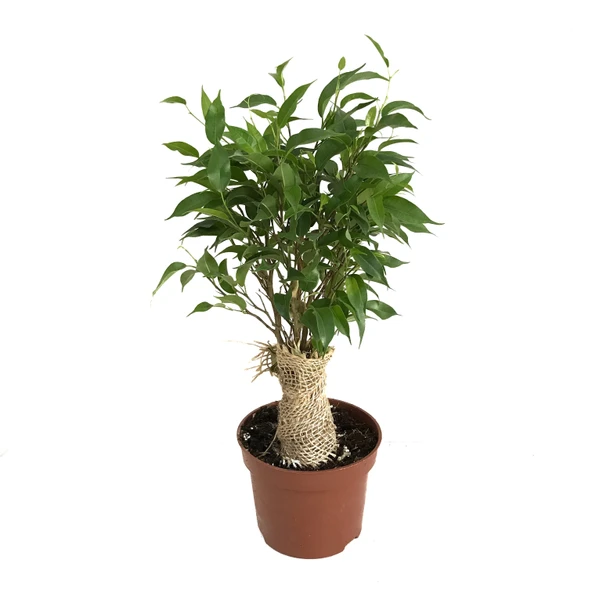 Ficus Benjamina 'Natasja' (Kağuçuk Çiçeği) ürün görseli