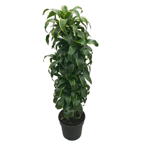 Dracaena Fragrans 'Dorado' ürün görseli