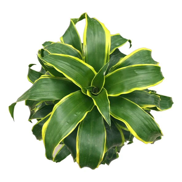 Dracaena Fragrans 'Dorado' - Resim 2