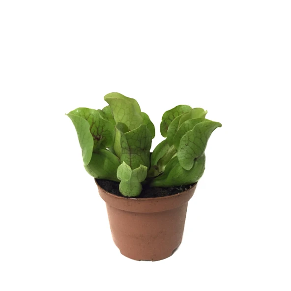 Sarracenia Purpurea 'Venosa' (Sinek Kapan Etobur Bitki) - Resim 2