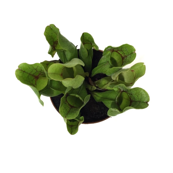 Sarracenia Purpurea 'Venosa' (Sinek Kapan Etobur Bitki) ürün görseli