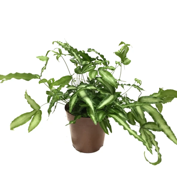 Pteris Cretica 'Albo' (Eğrelti Otu) ürün görseli