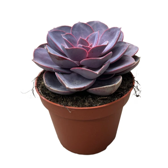 Echeveria Gibbiflora 'Purple Pearl' (Sukulent) ürün görseli