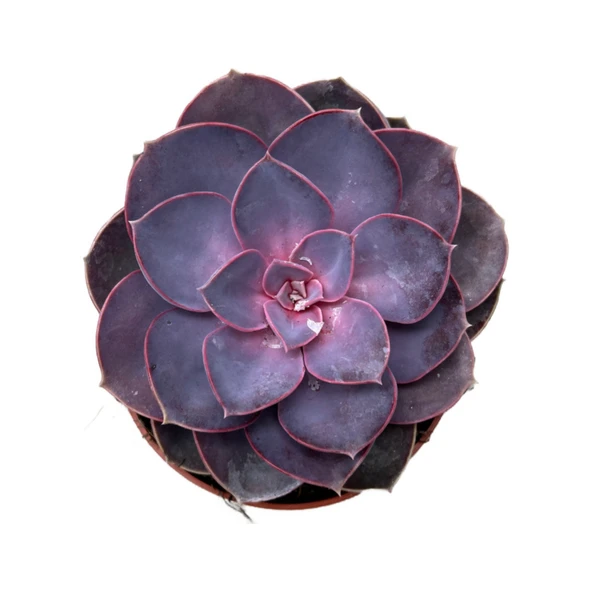 Echeveria Gibbiflora 'Purple Pearl' (Sukulent) - Resim 2