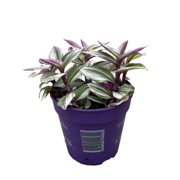 Tradescantia 'Nanouk' (Telgraf Çiçeği) ürün görseli