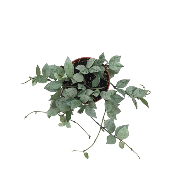 Hoya Krohniana 'Eskimo' (Mum Çiçeği) - Resim 2