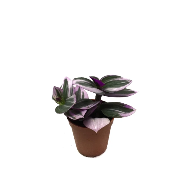 Tradescantia 'Nanouk' (Telgraf Çiçeği) ürün görseli