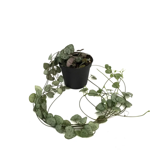 Ceropegia Woodii (Kalp Kalbe Karşı Çiçeği) ürün görseli