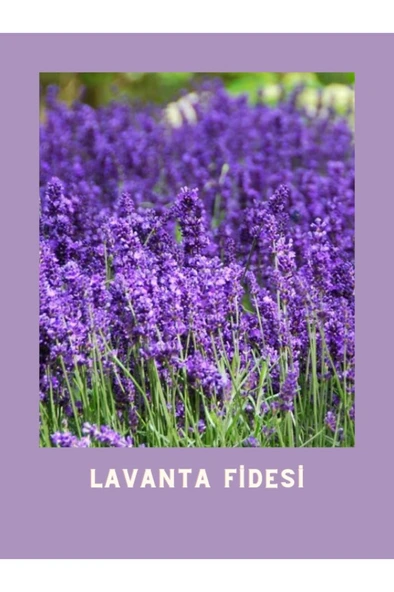 Tüplü Yoğun Kokulu Aromatik Lavanta Fidanı 10-20 cm - Resim 2