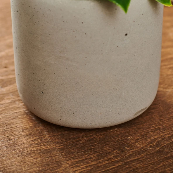 Beton Saksıda Doğal Görünümlü Bitki - Resim 3