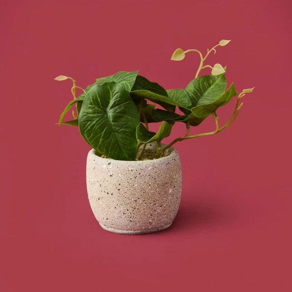 Saksıda Yapraklar - Asorti - 20x9x9 cm ürün görseli