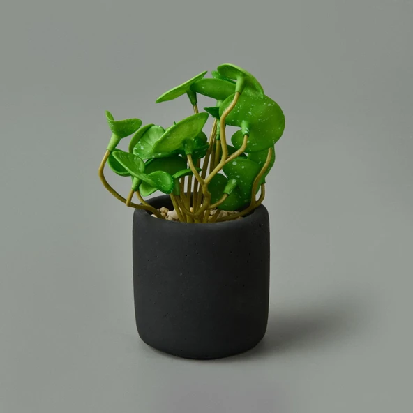 Mini Pot Soft Yaprak Saksılı Çiçek - Asorti - 8x6x6 cm ürün görseli 1