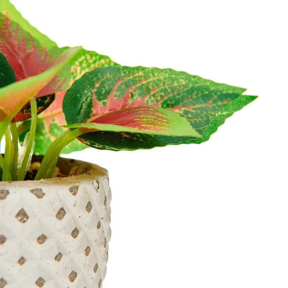 Mini Saksıda Yapraklar - Asorti - Resim 3