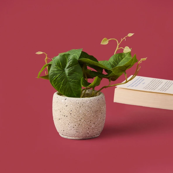 Saksıda Yapraklar - Asorti - 20x9x9 cm - Resim 2