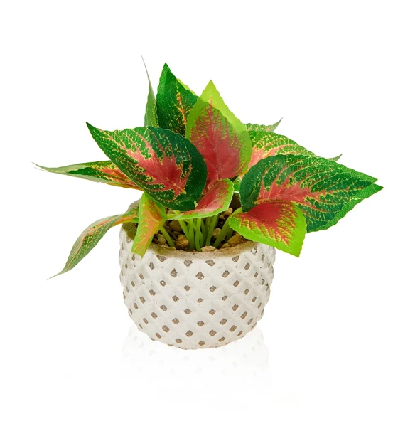 Mini Saksıda Yapraklar - Asorti - Resim 2