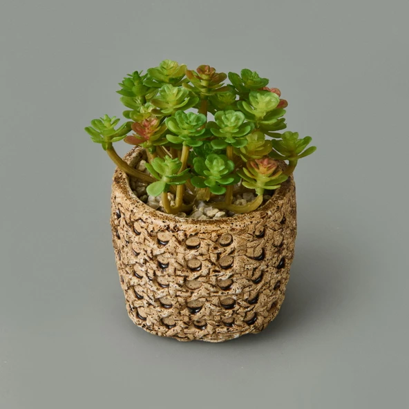 Hasır Efekt Saksıda Sukulent - 7x8x8 cm - Resim 3