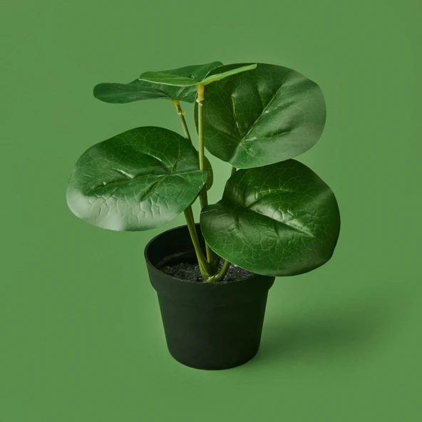 Botta Çiçek - Asorti - 24 cm - Resim 3