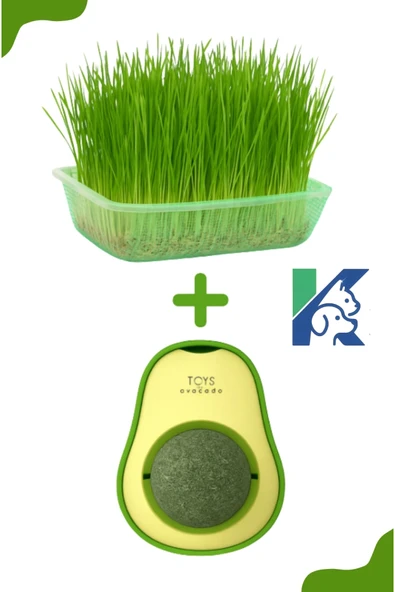 Doğal Kedi Çimi Seti ve Avokado Catnip Kedi Nanesi Oyuncağı Kedi Otu 2si 1 Arada - 1