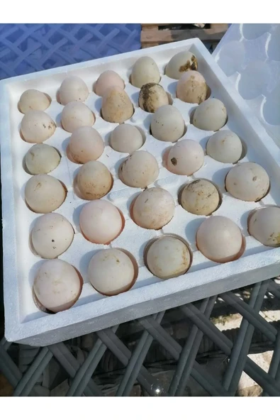 30 adet ördek yumurtası yemeklik kahvaltılık ürün görseli 1
