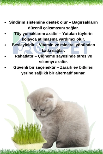 Doğal Kedi Çimi Seti ve Avokado Catnip Kedi Nanesi Oyuncağı Kedi Otu 2si 1 Arada - 2