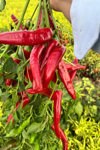 Ev Yapımı Gaziantep Acı + Tatlı Karışık Biber Salçası – %100 Doğal, Güneşte Kurutulmuş El Yapımı Salça, 1 Kg - Resim 2