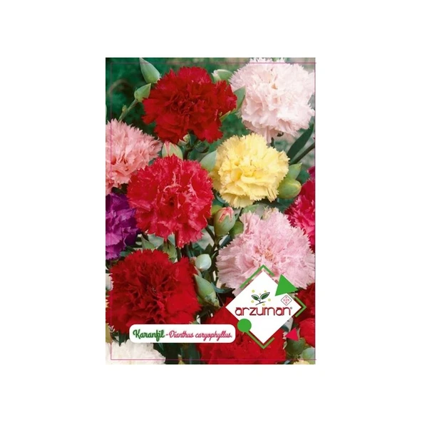 Arzuman Süs Bitki Karanfil Çiçek Tohumu ürün görseli