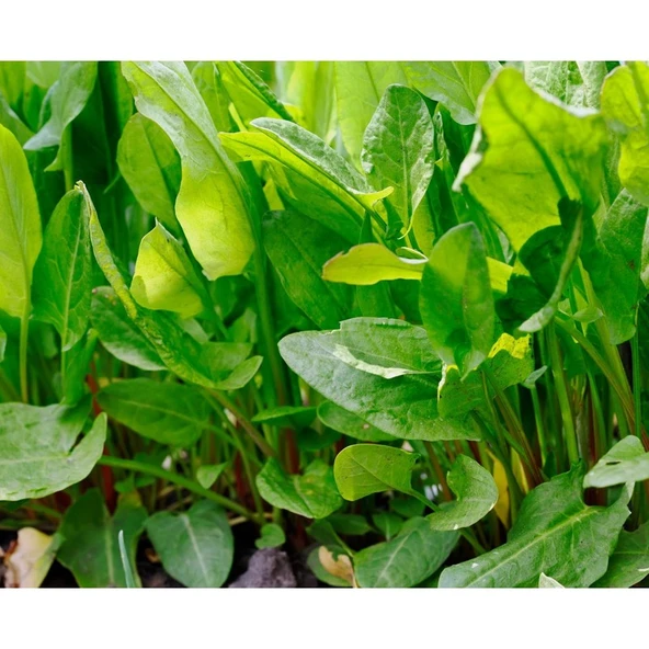 Arzuman Kuzukulağı (Ekşiotu) 5 Gram ürün görseli