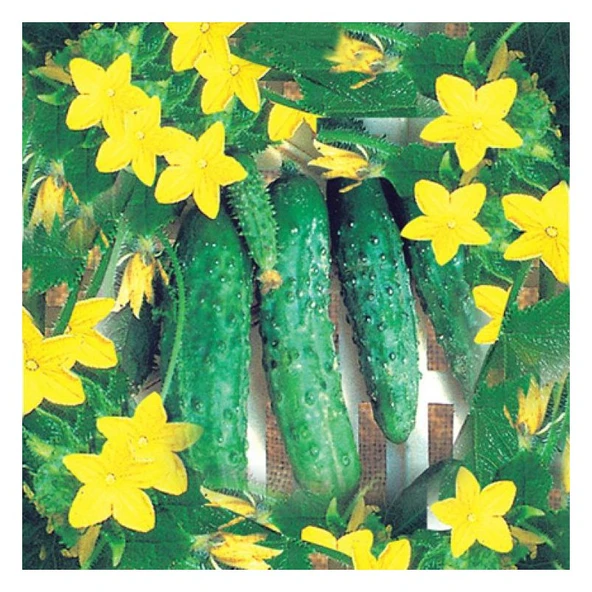 Arzuman Kornişon Tohumu Yerli Hıyar 100 Adet ürün görseli